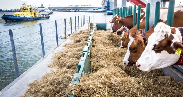 Bron:www.metronieuws.nl floating farm